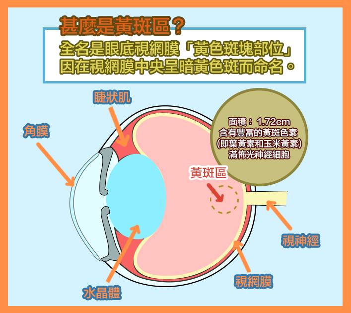 黃斑部病變是什麼？